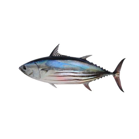skipjack fish|Skipjack 20' history questions .